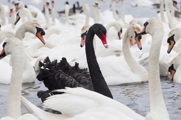 Psychology paper on black swan