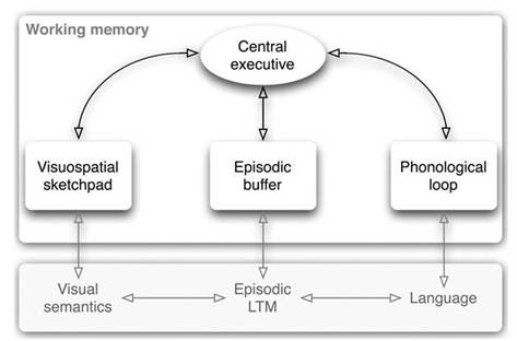 memory model psychology